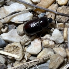 Heteronychus arator at Holt, ACT - suppressed