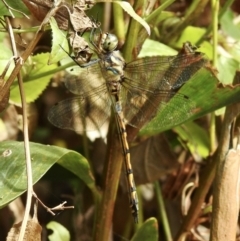 Hemicordulia australiae (Australian Emerald) at Mallacoota, VIC - 5 Feb 2023 by GlossyGal