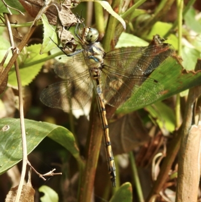 Hemicordulia australiae (Australian Emerald) at Mallacoota, VIC - 5 Feb 2023 by GlossyGal