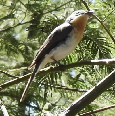 Myiagra rubecula (Leaden Flycatcher) at Mallacoota, VIC - 5 Feb 2023 by GlossyGal