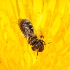 Lasioglossum (Chilalictus) sp. (genus & subgenus) (Halictid bee) at Bungonia, NSW - 15 Dec 2022 by RobG1