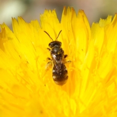 Lasioglossum (Chilalictus) sp. (genus & subgenus) at Bungonia, NSW - 15 Dec 2022 03:04 PM