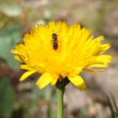 Lasioglossum (Chilalictus) sp. (genus & subgenus) at Bungonia, NSW - 15 Dec 2022 03:04 PM