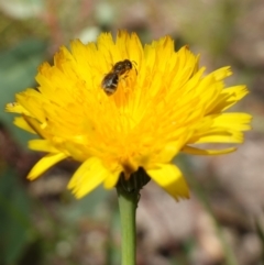 Lasioglossum (Chilalictus) sp. (genus & subgenus) at Bungonia, NSW - 15 Dec 2022 03:04 PM