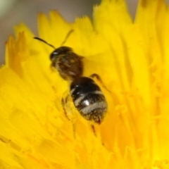 Lasioglossum (Chilalictus) sp. (genus & subgenus) at Bungonia, NSW - 15 Dec 2022 03:04 PM