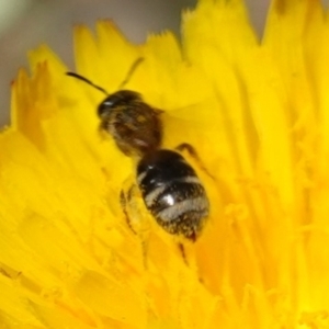 Lasioglossum (Chilalictus) sp. (genus & subgenus) at Bungonia, NSW - 15 Dec 2022