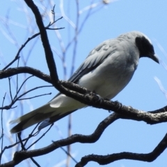 Coracina novaehollandiae (Black-faced Cuckooshrike) at Mallacoota, VIC - 5 Feb 2023 by GlossyGal