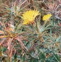Carthamus lanatus (Saffron Thistle) at Fadden, ACT - 8 Feb 2023 by KumikoCallaway
