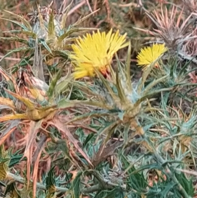 Carthamus lanatus (Saffron Thistle) at Fadden, ACT - 8 Feb 2023 by KumikoCallaway