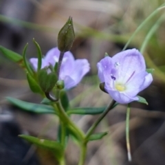 Veronica gracilis at Paddys River, ACT - 16 Dec 2022