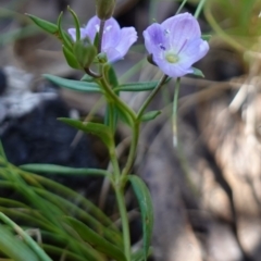 Veronica gracilis at Paddys River, ACT - 16 Dec 2022