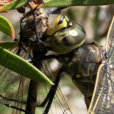 Anax papuensis (Australian Emperor) at Mallacoota, VIC - 5 Feb 2023 by GlossyGal