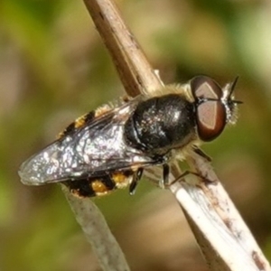 Odontomyia sp. (genus) at Paddys River, ACT - suppressed