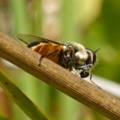 Odontomyia sp. (genus) at Paddys River, ACT - suppressed