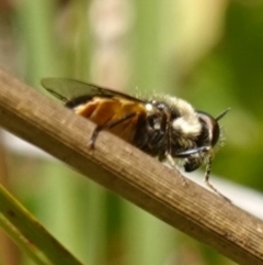 Odontomyia sp. (genus) at Paddys River, ACT - suppressed