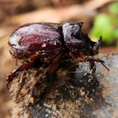 Dasygnathus sp. (genus) (Rhinoceros beetle) at Macquarie, ACT - 8 Feb 2023 by NathanaelC