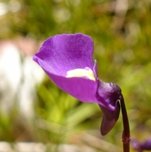 Utricularia dichotoma at Paddys River, ACT - suppressed