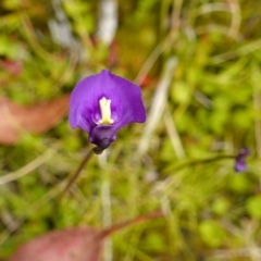 Utricularia dichotoma at Paddys River, ACT - suppressed