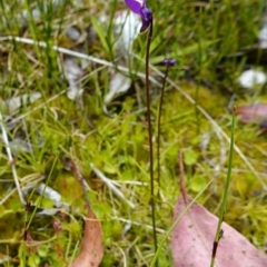 Utricularia dichotoma at Paddys River, ACT - suppressed