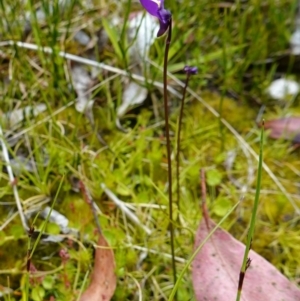 Utricularia dichotoma at Paddys River, ACT - suppressed