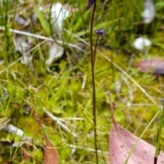 Utricularia dichotoma at Paddys River, ACT - suppressed