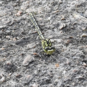 Austrogomphus guerini at Bombala, NSW - 6 Feb 2023