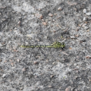 Austrogomphus guerini at Bombala, NSW - 6 Feb 2023 05:54 PM