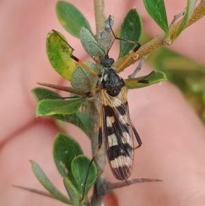 Gynoplistia (Gynoplistia) bella at Coombs, ACT - 5 Jan 2023 01:34 PM