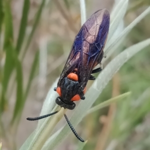 Pterygophorus cinctus at Holder, ACT - 5 Jan 2023