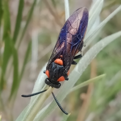 Pterygophorus cinctus (Bottlebrush sawfly) at Holder, ACT - 5 Jan 2023 by Miranda