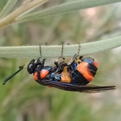 Pterygophorus cinctus at Holder, ACT - 5 Jan 2023