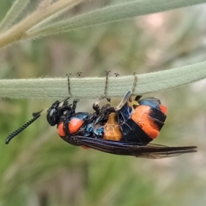 Pterygophorus cinctus at Holder, ACT - 5 Jan 2023