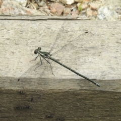 Austroargiolestes icteromelas (Common Flatwing) at Genoa, VIC - 6 Feb 2023 by GlossyGal