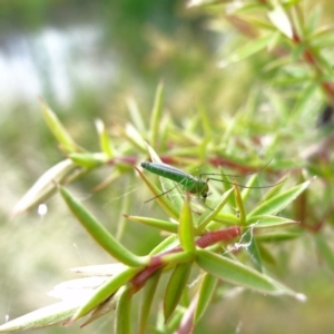 Chironomidae (family) at Holder, ACT - 13 Feb 2022