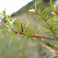 Chironomidae (family) at Holder, ACT - 13 Feb 2022