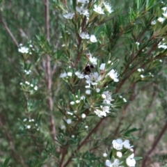 Bombyliidae (family) (Unidentified Bee fly) at Denman Prospect 2 Estate Deferred Area (Block 12) - 31 Dec 2022 by Miranda