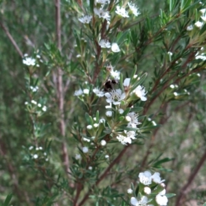 Bombyliidae (family) at Molonglo Valley, ACT - 31 Dec 2022 04:05 PM