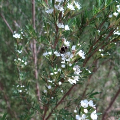 Bombyliidae (family) (Unidentified Bee fly) at Molonglo Valley, ACT - 31 Dec 2022 by Miranda