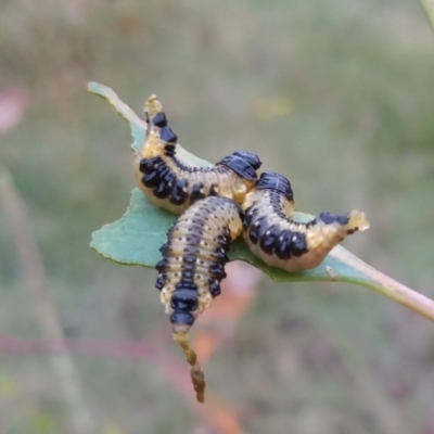 Paropsis atomaria (Eucalyptus leaf beetle) at Bonython, ACT - 8 Feb 2023 by MichaelBedingfield