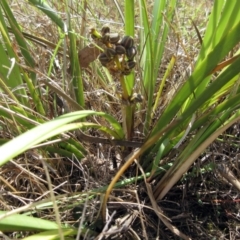 Lomandra multiflora (Many-flowered Matrush) at The Pinnacle - 7 Feb 2023 by sangio7