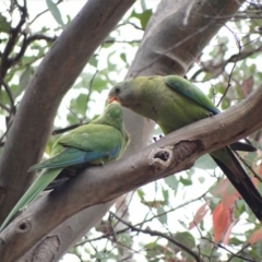 Polytelis swainsonii (Superb Parrot) at Hughes, ACT - 29 Jan 2023 by Miranda