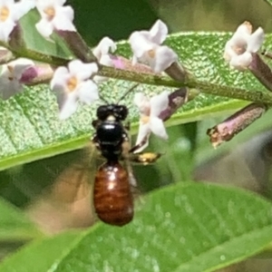 Exoneura sp. (genus) at Dulwich Hill, NSW - 15 Jan 2023