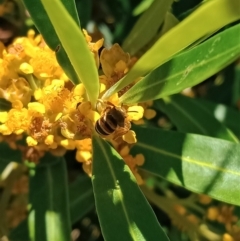 Lasioglossum (Chilalictus) bicingulatum (Halictid Bee) at Holder, ACT - 5 Feb 2023 by Miranda