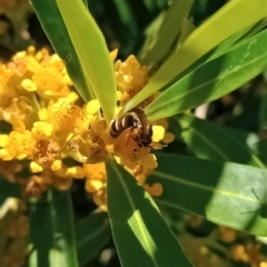 Lasioglossum (Chilalictus) bicingulatum at Holder, ACT - 5 Feb 2023