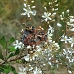 Neorrhina punctata (Spotted flower chafer) at Holder, ACT - 5 Feb 2023 by Miranda