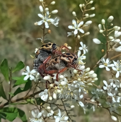 Neorrhina punctatum (Spotted flower chafer) at Holder Wetlands - 5 Feb 2023 by Miranda