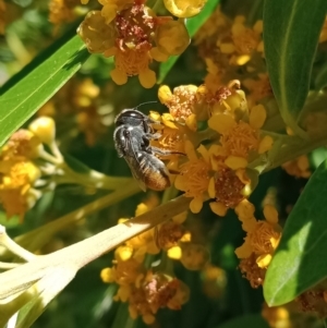 Megachile (Hackeriapis) tosticauda at Holder, ACT - 5 Feb 2023 12:59 PM