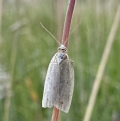 Epiphyas caryotis (A Tortricid moth) at Booth, ACT - 5 Feb 2023 by Pirom