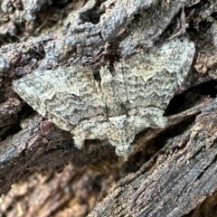 Phrissogonus laticostata (Apple looper moth) at Ainslie, ACT - 4 Feb 2023 by Pirom