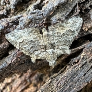 Phrissogonus laticostata at Ainslie, ACT - 4 Feb 2023 05:53 PM